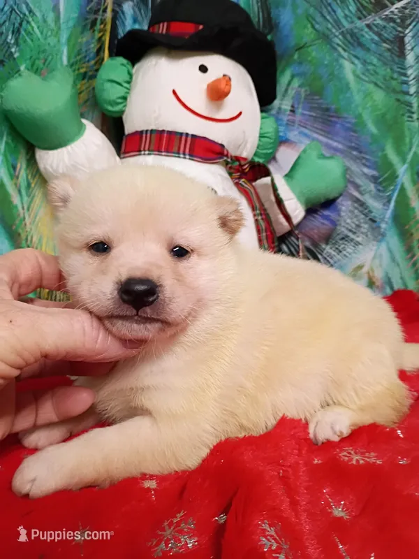Green Carmel puppy !!!, a male Shiba Inu for sale in Spraggs, PA – Photo 1 of 9