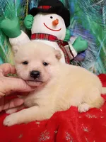 Green Carmel puppy !!!, a male Shiba Inu for sale in Spraggs, PA – Photo 1 of 9