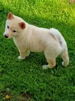 Carmel Apple ! Ready to go !, a male Shiba Inu for sale in Spraggs, PA – Photo 2 of 9