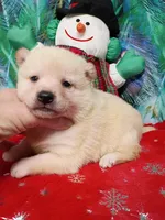 Green Carmel puppy !!!, a male Shiba Inu for sale in Spraggs, PA – Photo 9 of 9