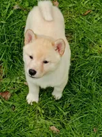 Carmel Apple ! Ready now !, a male Shiba Inu for sale in Spraggs, PA – Photo 1 of 5