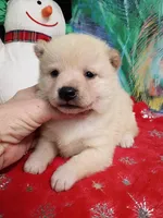 Green Carmel puppy !!!, a male Shiba Inu for sale in Spraggs, PA – Photo 2 of 9