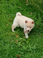 Carmel Apple ! Ready now !, a male Shiba Inu for sale in Spraggs, PA – Photo 4 of 5