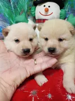 Green Carmel puppy !!!, a male Shiba Inu for sale in Spraggs, PA – Photo 4 of 9