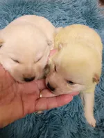 Green Cream puppy !!!, a male Shiba Inu for sale in Spraggs, PA – Photo 3 of 5