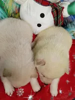 Green Carmel puppy !!!, a male Shiba Inu for sale in Spraggs, PA – Photo 8 of 9