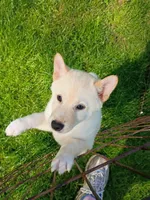 Carmel Apple ! Ready to go !, a male Shiba Inu for sale in Spraggs, PA – Photo 3 of 9