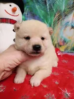 Green Carmel puppy !!!, a male Shiba Inu for sale in Spraggs, PA – Photo 6 of 9