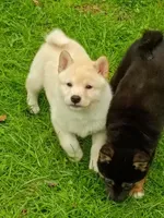 Carmel Apple ! Ready now !, a male Shiba Inu for sale in Spraggs, PA – Photo 3 of 5