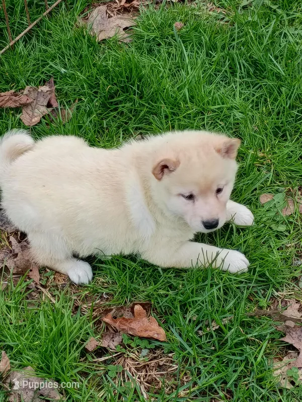 Carmel Apple !!! – Shiba Inu puppy for sale in Spraggs, PA