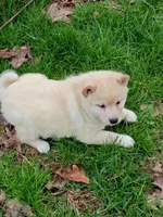 Carmel Apple ! Ready now !, a male Shiba Inu for sale in Spraggs, PA – Photo 5 of 5