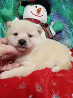 Green Carmel puppy !!!, a male Shiba Inu for sale in Spraggs, PA – Photo 3 of 9