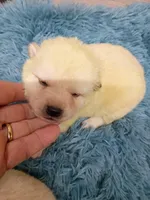 Green Cream puppy !!!, a male Shiba Inu for sale in Spraggs, PA – Photo 1 of 5