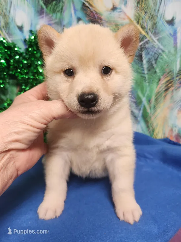 Carmel Apple !!! – Shiba Inu puppy for sale in Spraggs, PA