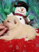 Green Carmel puppy !!!, a male Shiba Inu for sale in Spraggs, PA – Photo 5 of 9