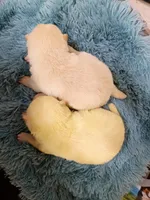 Green Cream puppy !!!, a male Shiba Inu for sale in Spraggs, PA – Photo 5 of 5