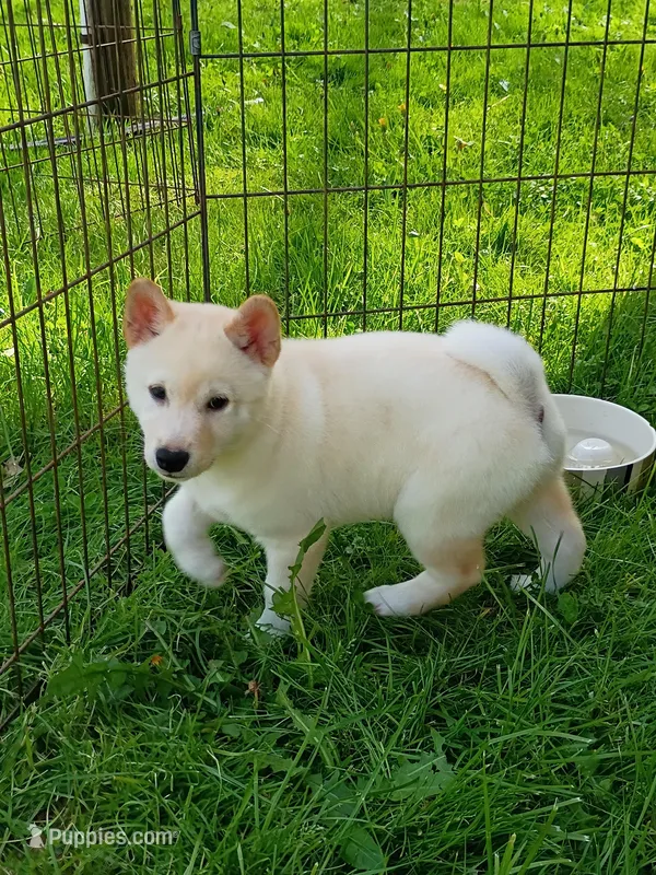 Carmel Apple ! So sweet !! – Shiba Inu puppy for sale in Spraggs, PA
