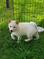Carmel Apple ! Ready to go !, a male Shiba Inu for sale in Spraggs, PA – Photo 1 of 9