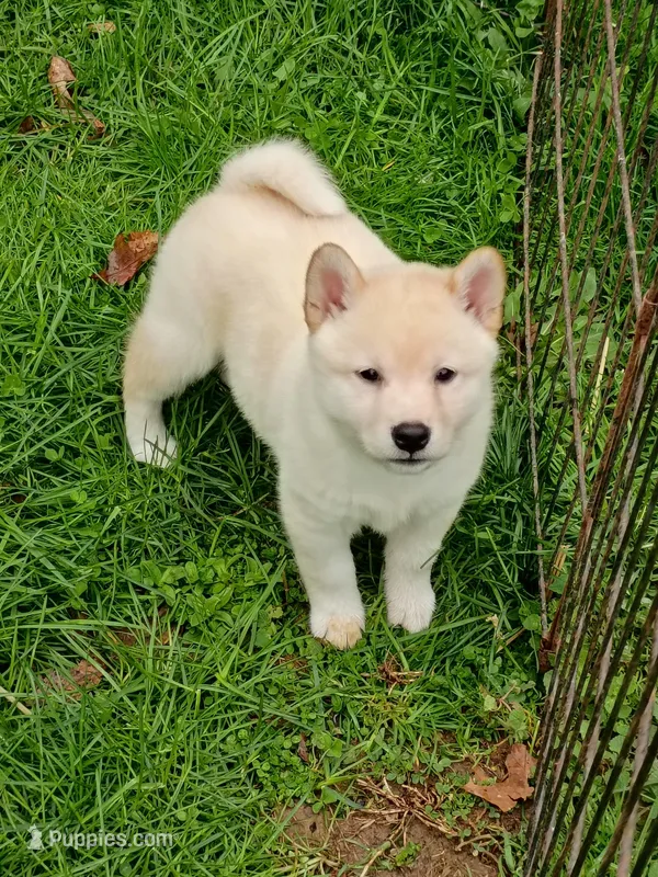 Carmel Apple ! Ready now ! – Shiba Inu puppy for sale in Spraggs, PA