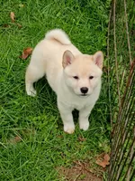 Carmel Apple ! Ready now !, a male Shiba Inu for sale in Spraggs, PA – Photo 2 of 5