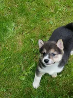 Black sesame, Ready now  !, a female Shiba Inu for sale in Spraggs, PA – 6 of 8