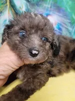 Mini blue eyes Boy, a male Miniature Aussiedoodle for sale in Spraggs, PA – 2 of 7