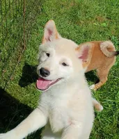 Cream little. Ready now !, a male Shiba Inu for sale in Spraggs, PA – 7 of 9