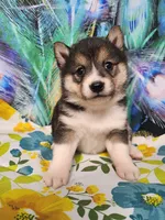Black sesame small. Sweet !, a female Shiba Inu for sale in Spraggs, PA – 5 of 6