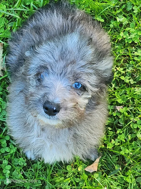 Mini blue eyes Boy Ready – Miniature Aussiedoodle puppy for sale in Spraggs, PA