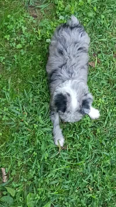 Small Blue eyes. Ready now !, a female Miniature Aussiedoodle for sale in Spraggs, PA – 6 of 7