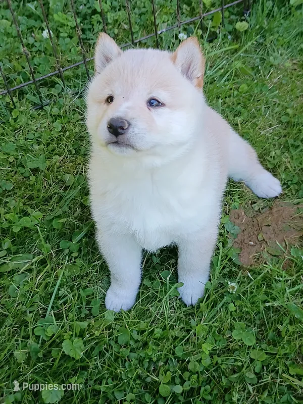 SugarPop – Shiba Inu puppy for sale in Spraggs, PA