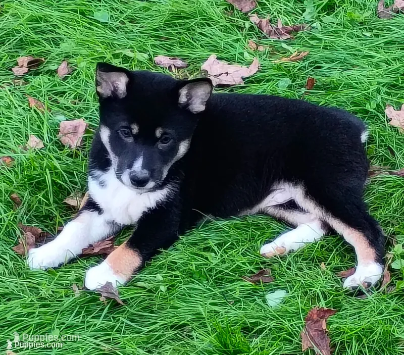 Ready Now boy – Shiba Inu puppy for sale in Spraggs, PA