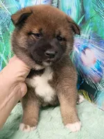 Puppy girl. Coco, a female Shiba Inu for sale in Spraggs, PA – 6 of 6