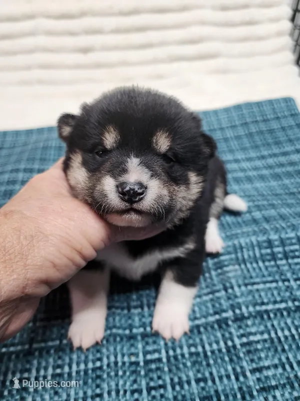 Toy Girl – Shiba Inu puppy for sale in Spraggs, PA