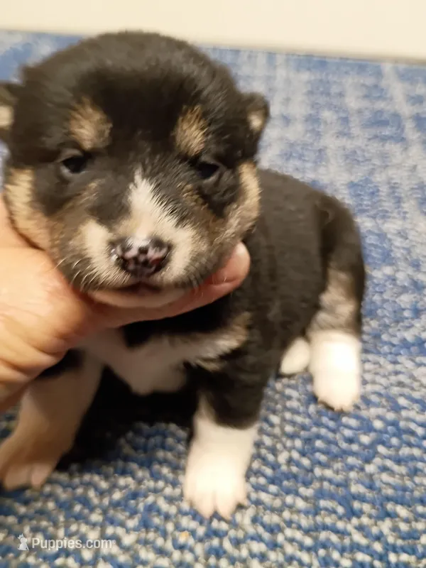 Toy Girl – Shiba Inu puppy for sale in Spraggs, PA