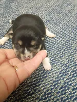 Toy Girl, a female Shiba Inu for sale in Spraggs, PA – Photo 3 of 4