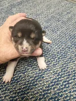 Toy Girl, a female Shiba Inu for sale in Spraggs, PA – Photo 2 of 4