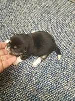 Toy Girl, a female Shiba Inu for sale in Spraggs, PA – Photo 1 of 4