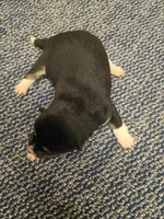 Toy Girl, a female Shiba Inu for sale in Spraggs, PA – Photo 4 of 4