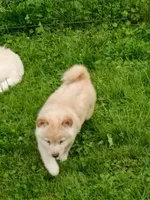 Butterscotch , a male Shiba Inu for sale in Spraggs, PA – 2 of 10
