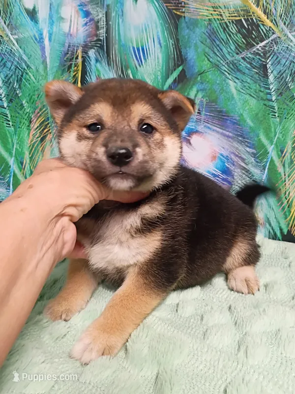 Ready October 20th male – Shiba Inu puppy for sale in Spraggs, PA