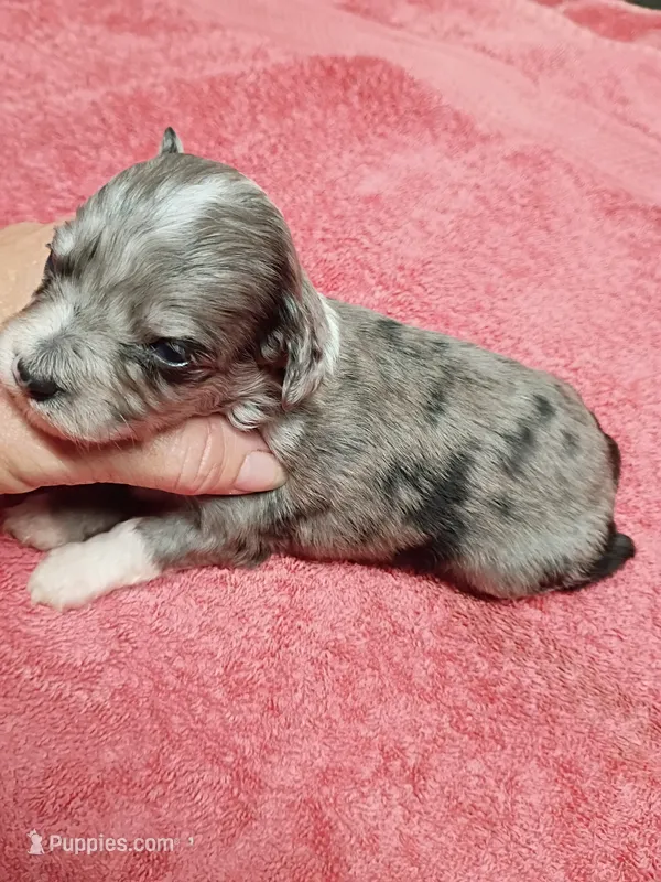 Toy Aussie doodle – Miniature Aussiedoodle puppy for sale in Spraggs, PA