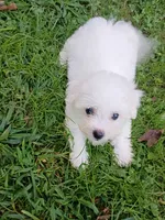 Tiny Toy Girl, a female Bichon Frise for sale in Spraggs, PA – 1 of 7