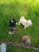 Black sesame, Ready now  !, a female Shiba Inu for sale in Spraggs, PA – 5 of 8