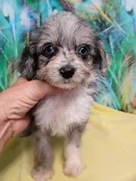 Small Blue, a female Miniature Aussiedoodle for sale in Spraggs, PA – 7 of 10