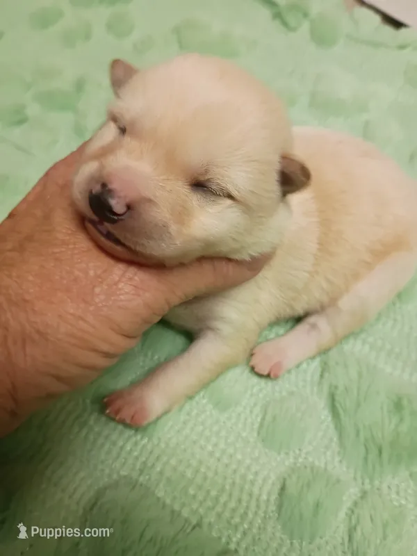 Cream male – Shiba Inu puppy for sale in Spraggs, PA