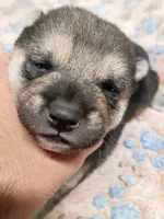 Three weeks old male, a male Shiba Inu for sale in Spraggs, PA – 3 of 8