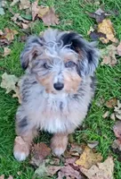 Small mini Blueboy Ready now !, a male Miniature Aussiedoodle for sale in Spraggs, PA – 3 of 9