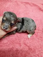  Aussie Doodle girl, a female Miniature Aussiedoodle for sale in Spraggs, PA – 3 of 4