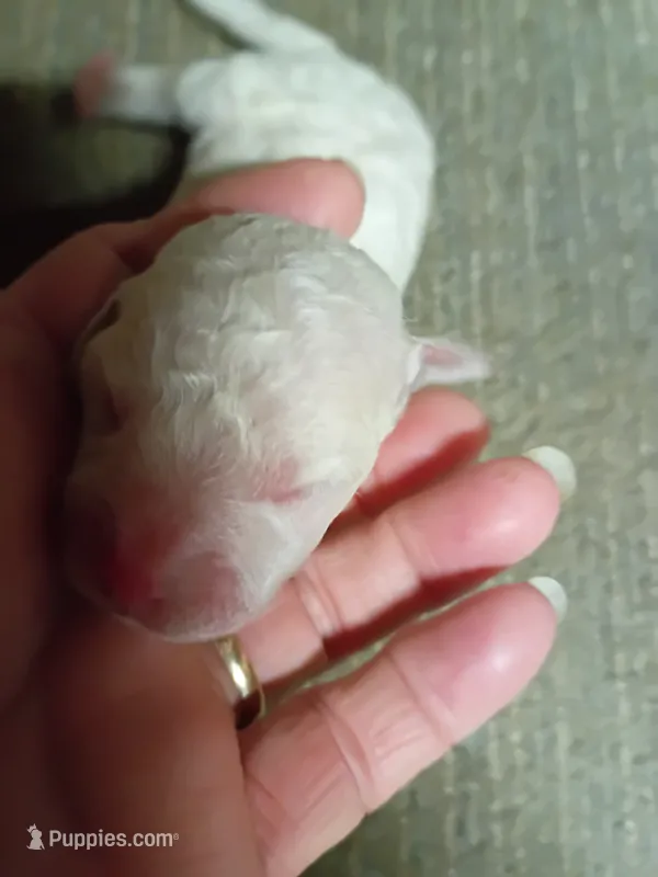 Bichon Boy – Bichon Frise puppy for sale in Spraggs, PA
